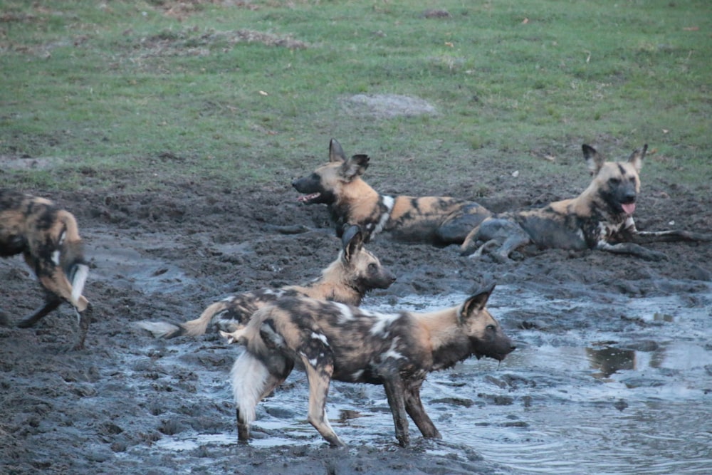 a group of wild dogs playing in the mud