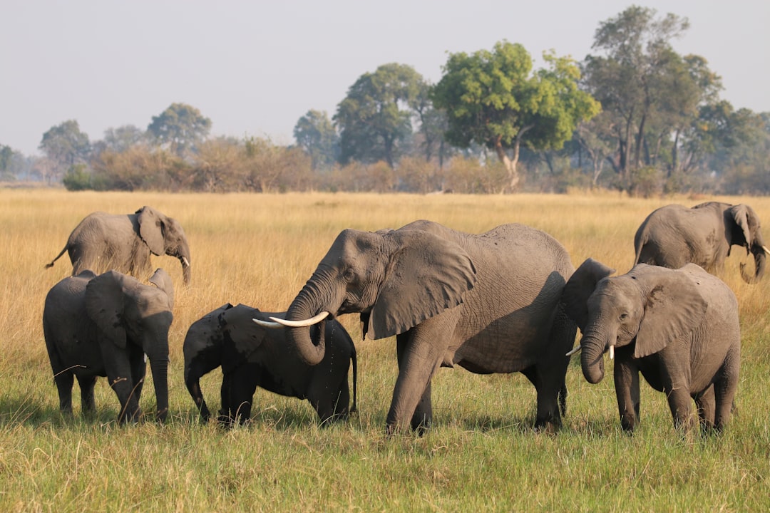 Immerse Yourself in the Rhythm of the Okavango: An Intimate Safari… — Immerse Yourself in the Rhythm of