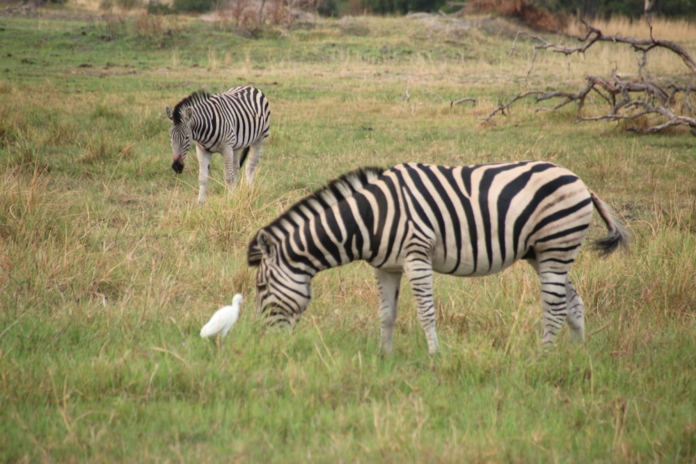 a couple of zebras that are standing in the grass