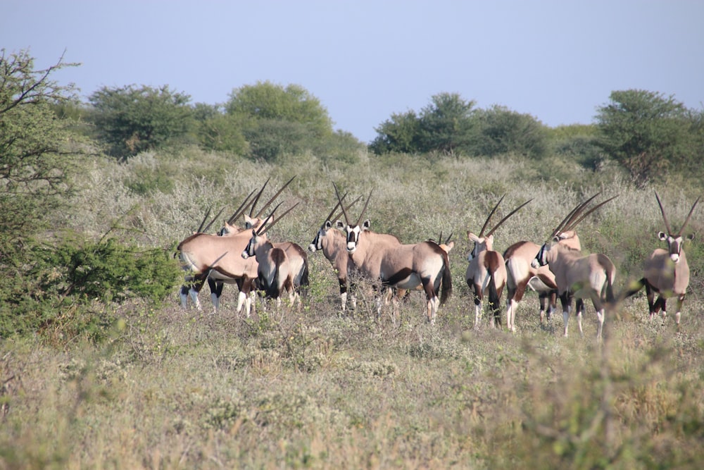 a group of antelope standing in a field