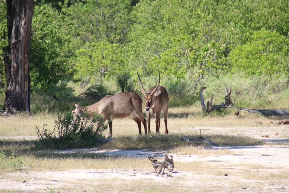 a couple of animals standing in a field