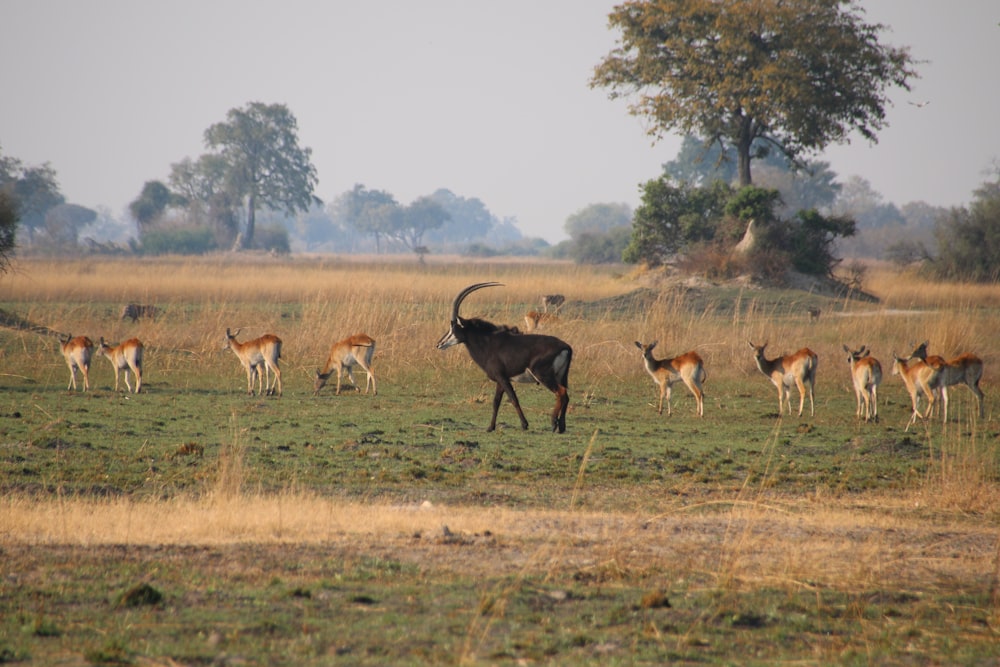 a herd of antelope grazing in a field