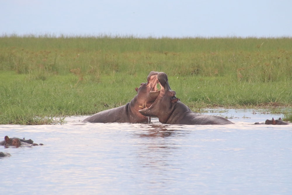 a hippopotamus in a body of water with it's mouth open
