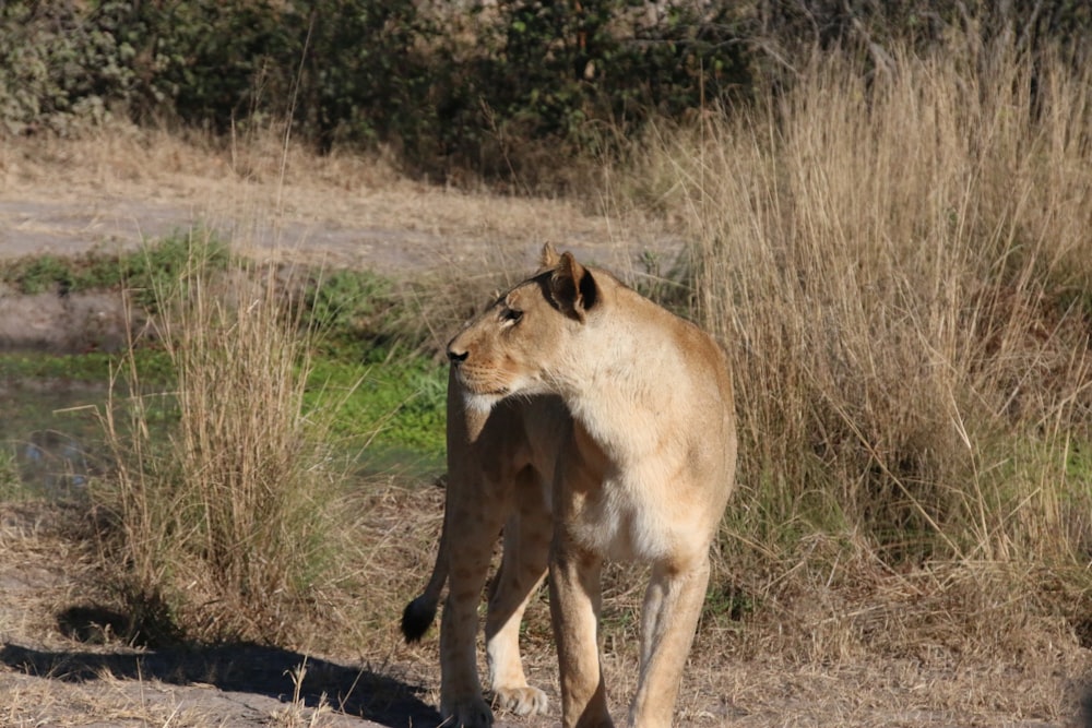 a lion walking across a dry grass covered field