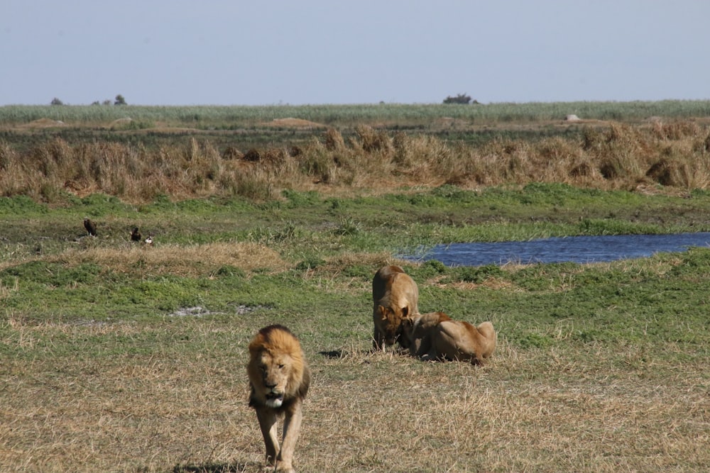 a couple of lions walking across a grass covered field