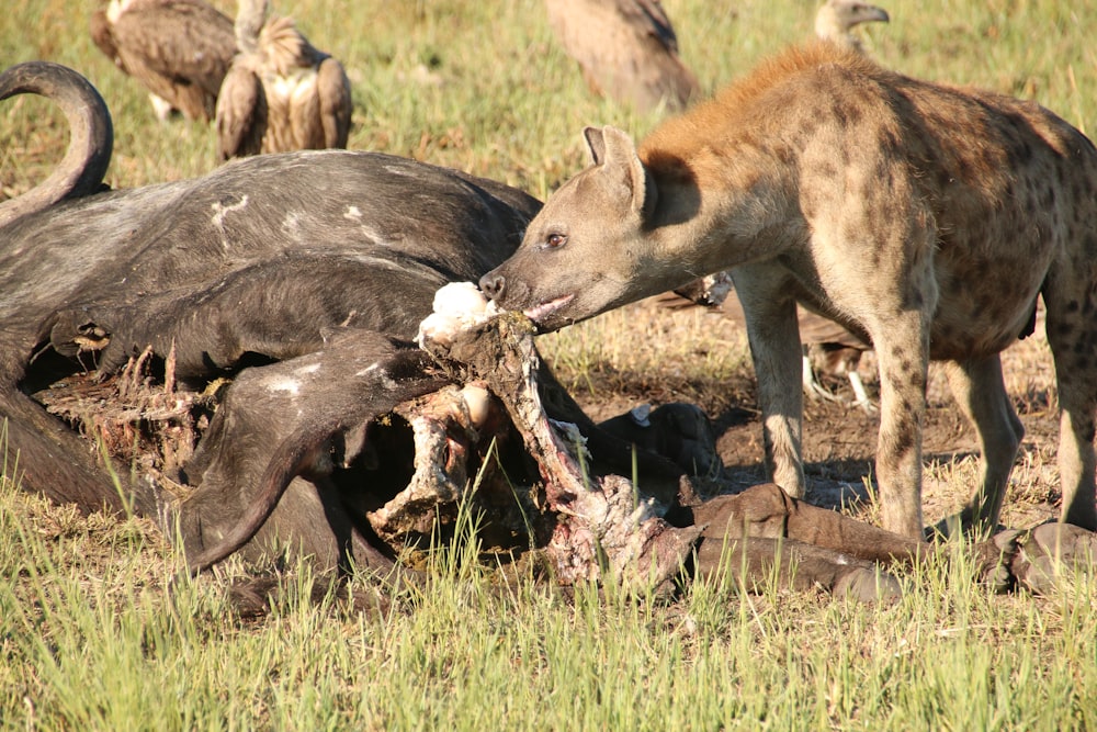 un par de animales que están parados en la hierba