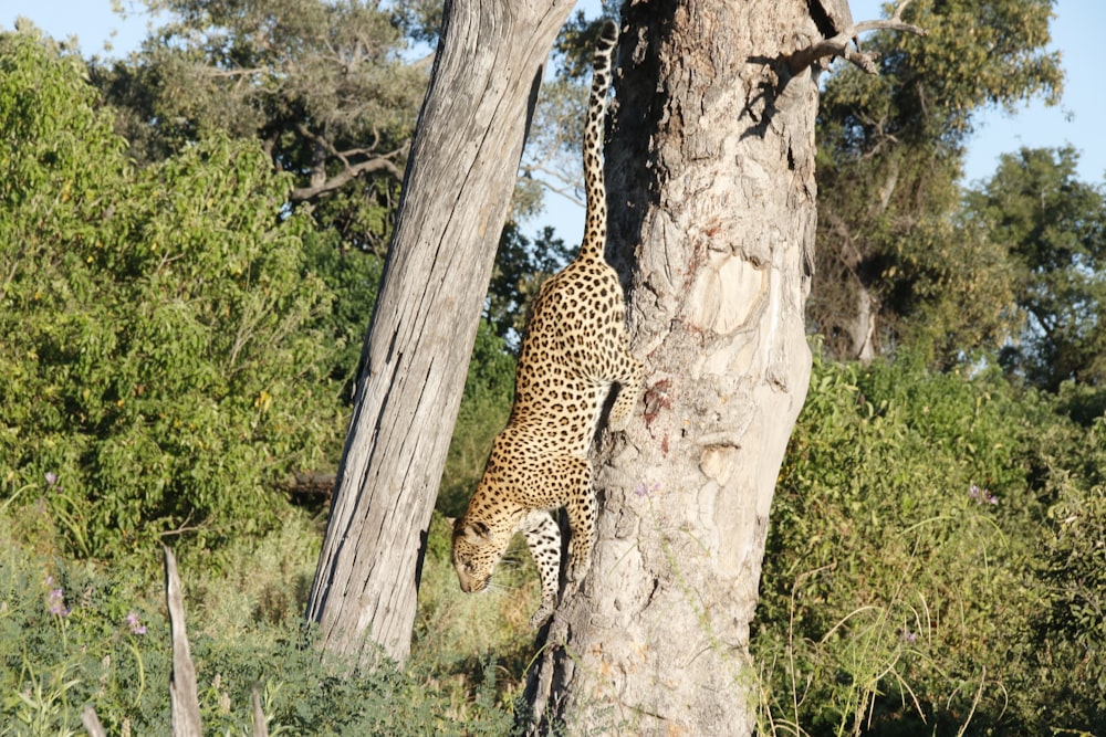 a leopard climbing up the side of a tree