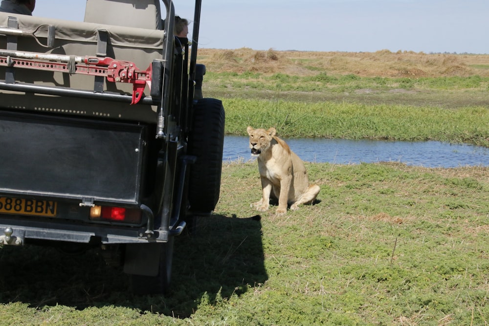 a lion sitting in the grass next to a truck