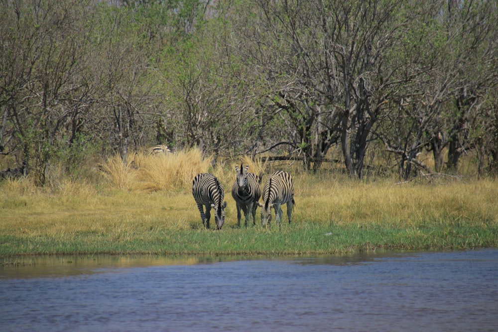 a herd of zebra standing on top of a grass covered field