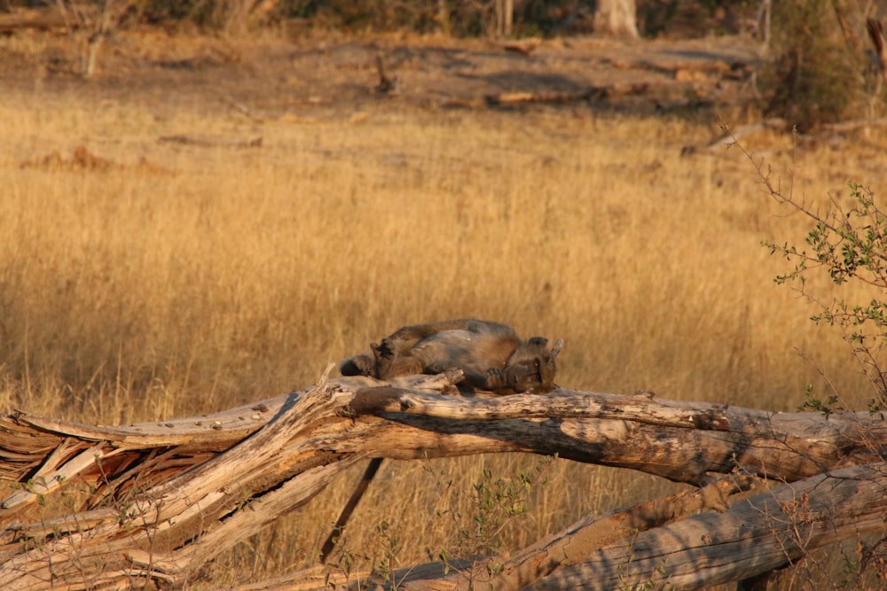 a dead animal laying on top of a fallen tree