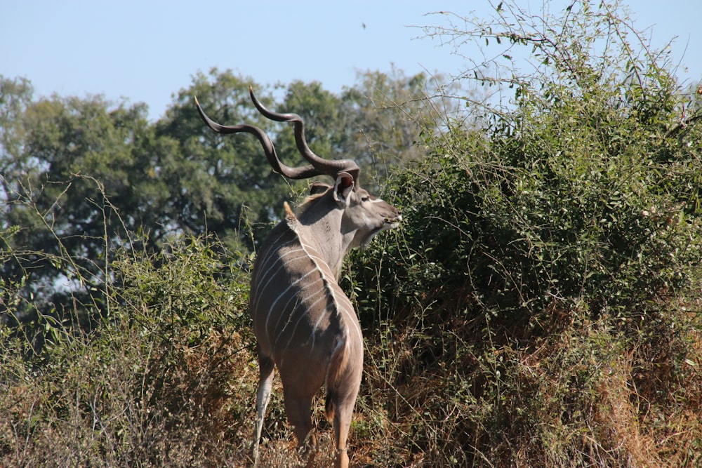 a large antelope standing in a field of brush