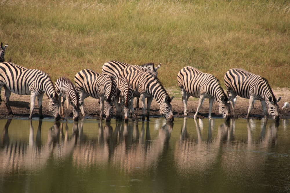 Eine Zebraherde trinkt Wasser aus einem Teich