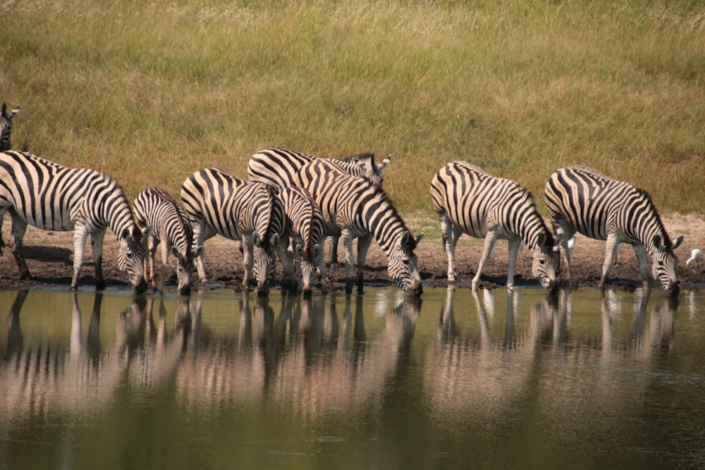 a herd of zebra drinking water from a pond