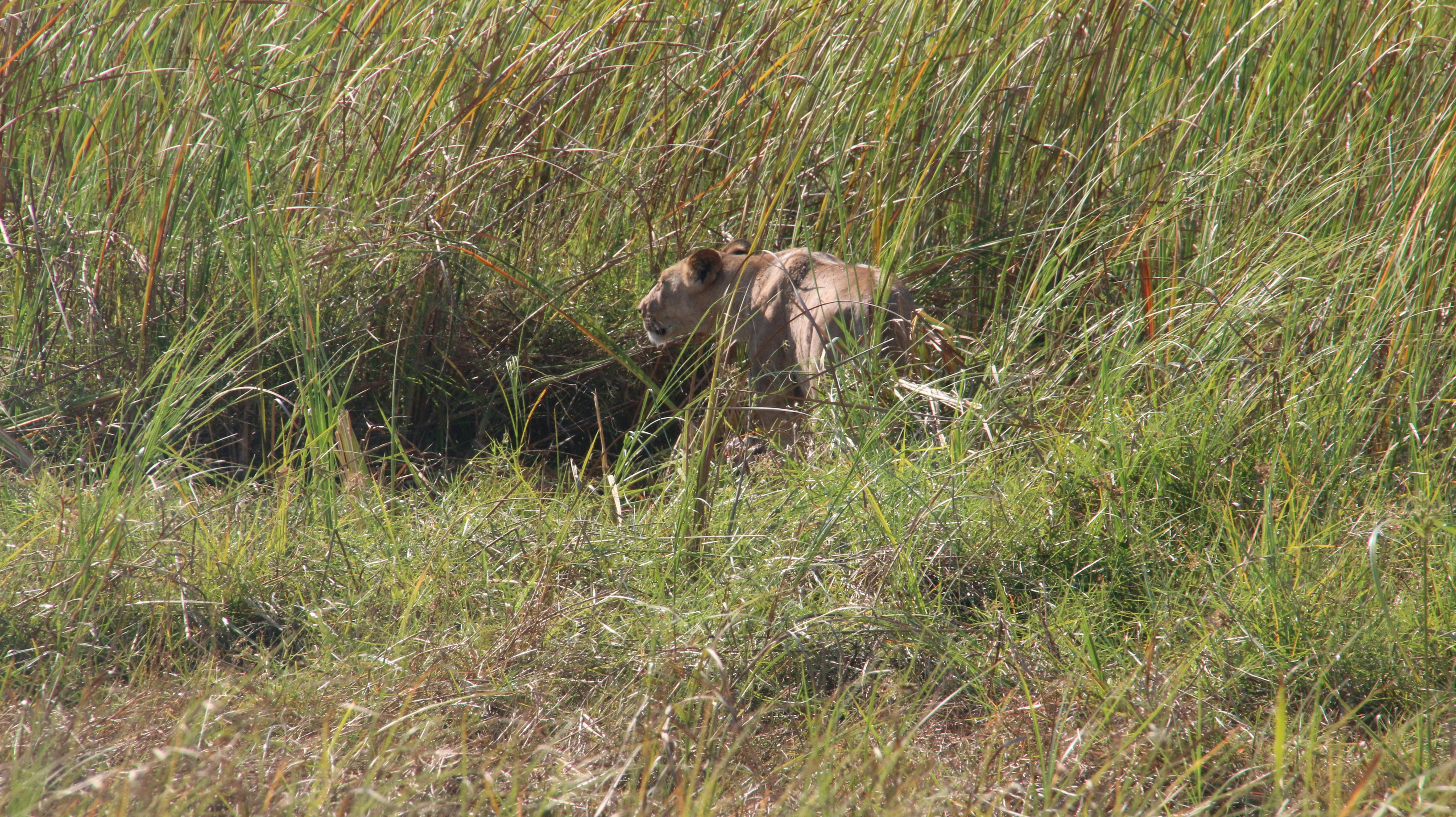 a bear hiding in tall grass in a field, Regal and formidable, the monarch of the wilderness reigns without rivals in the natural realm. Yet, in a startling twist, the majestic African lion has witnessed a staggering decline of over 40% in the past three generations, a consequence of vanishing habitats and clashes with humanity. Lions, being mammals, distinguish themselves as the most gregarious among the grand feline species. Organized into social communities known as prides, these groups typically comprise interconnected lionesses and their playful offspring. The dominant males