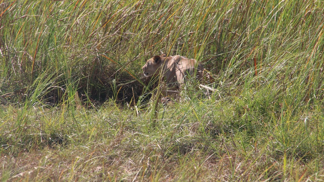 Immerse Yourself in the Rhythm of the Okavango: An Intimate Safari… — Immerse Yourself in the Rhythm of