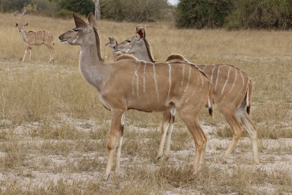 a couple of deer standing on top of a dry grass field