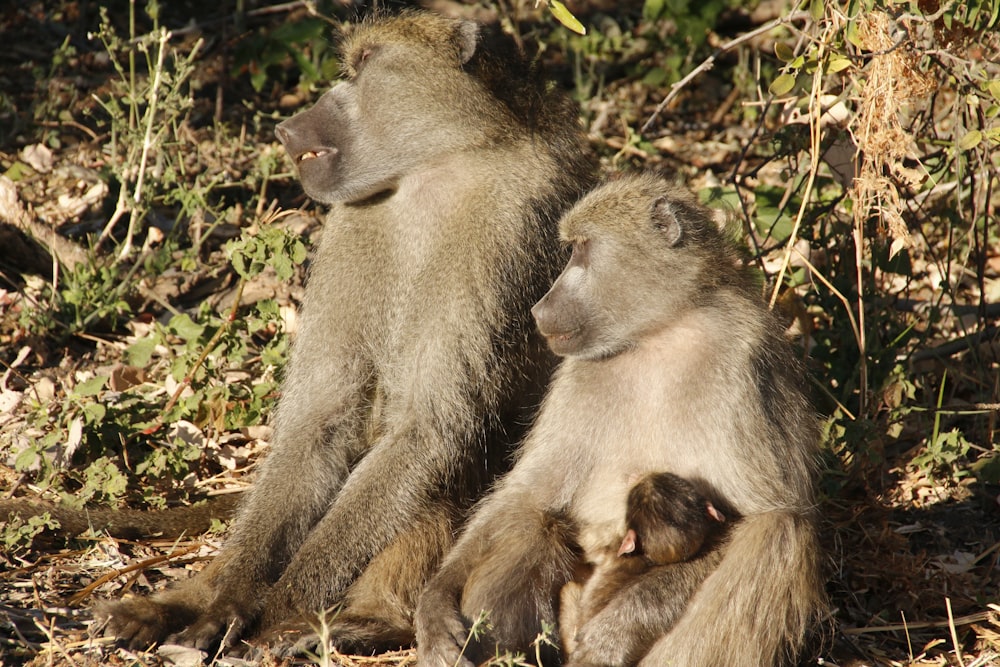 a couple of monkeys sitting on top of a field