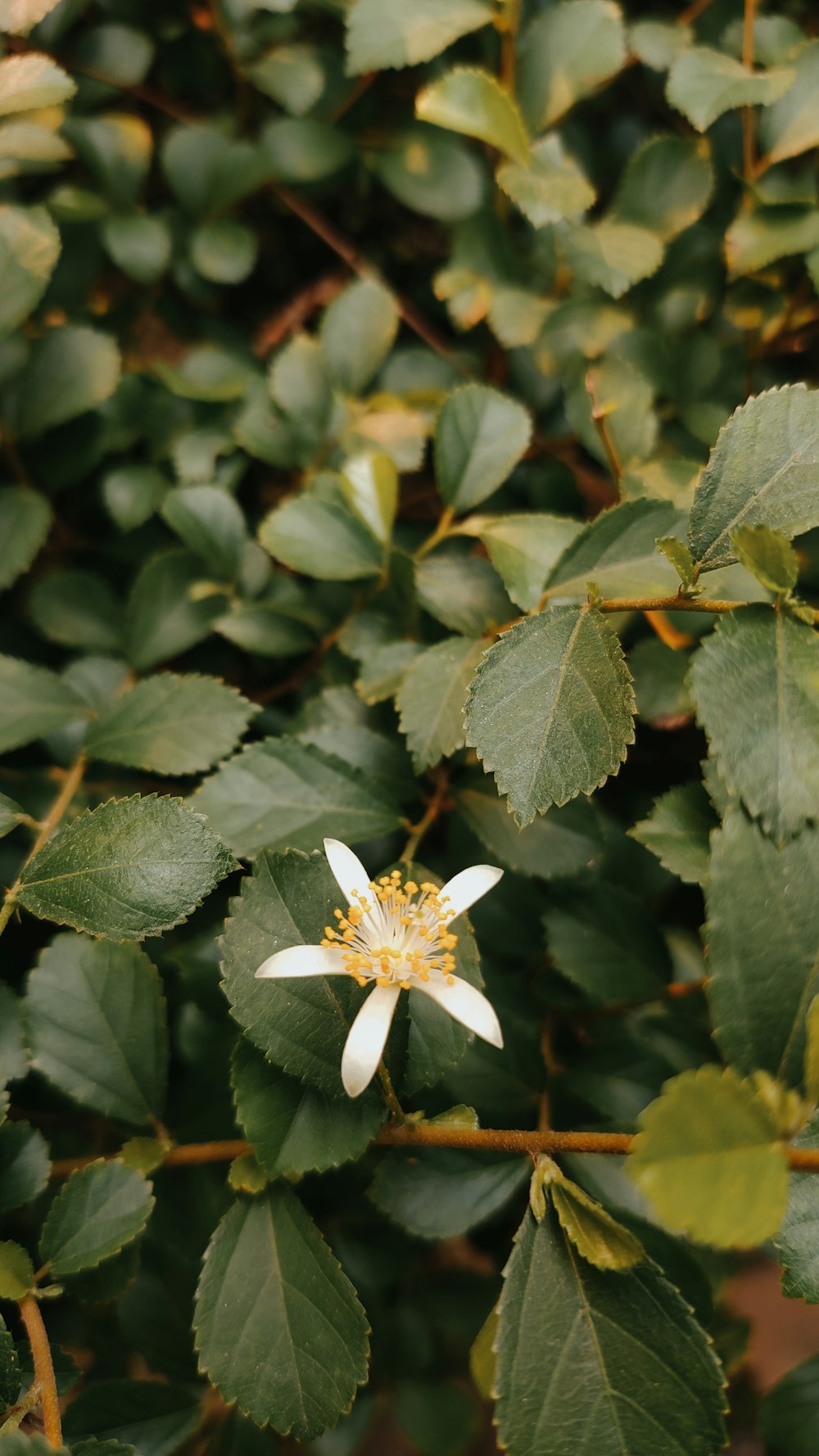 a white flower surrounded by green leaves