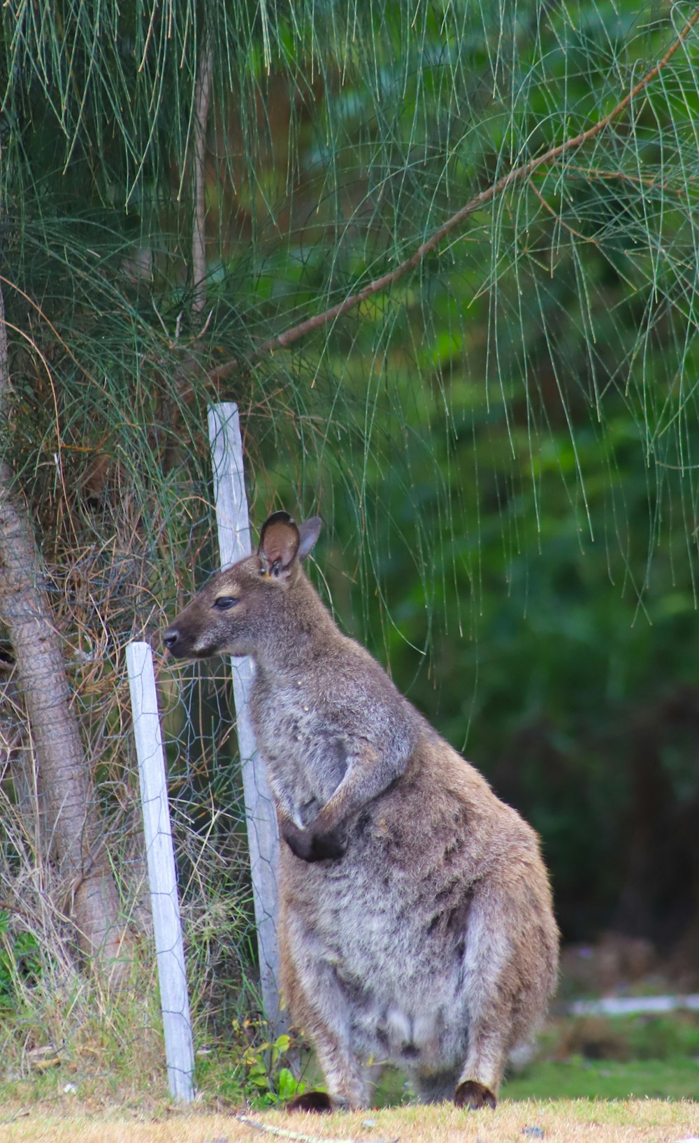 a kangaroo standing next to a wooden fence