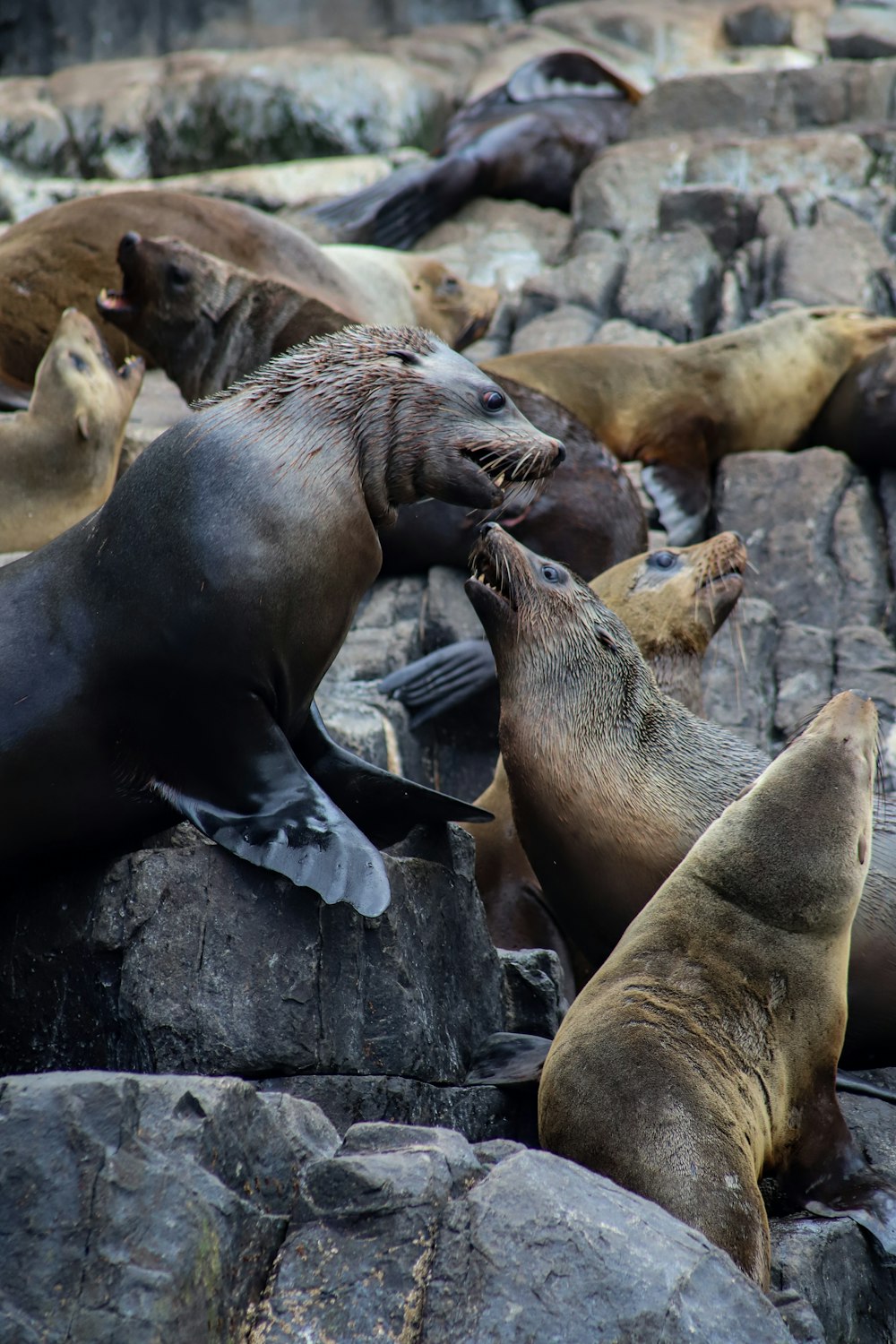 a group of sea lions sitting on top of rocks