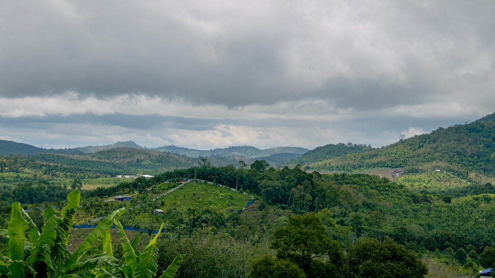 a lush green hillside covered in lots of trees