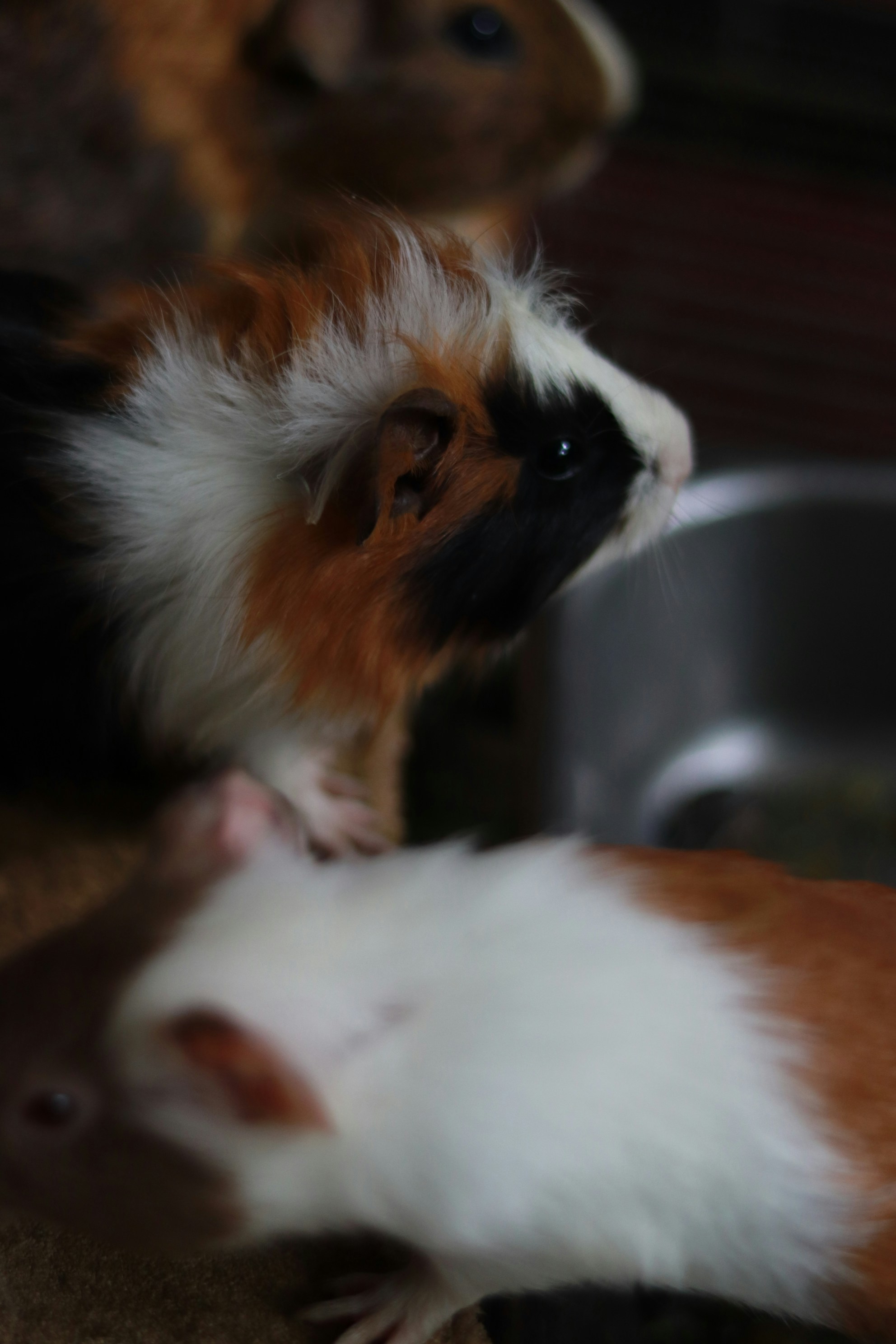 From Fear to Fondness (image credits: unsplash)