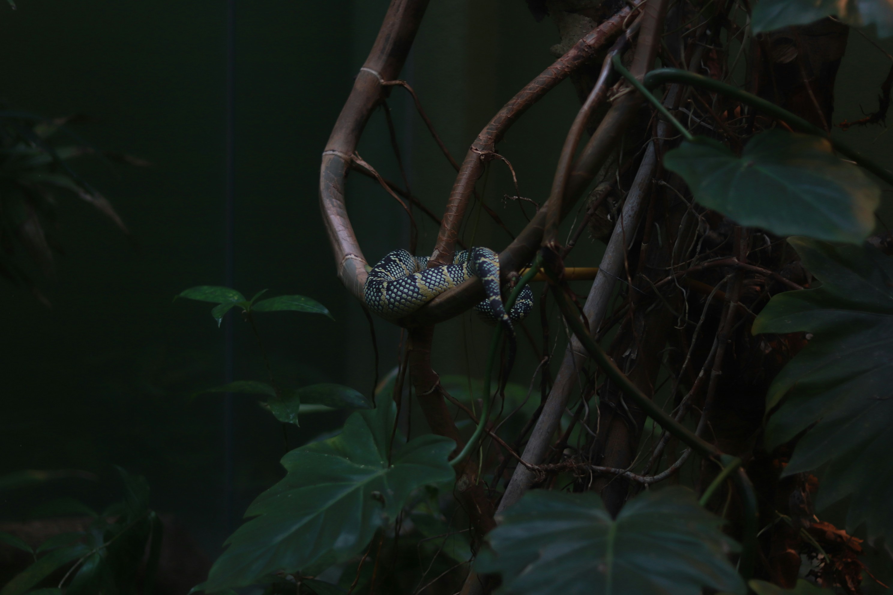 Conservation Implications and Hope for the Future (image credits: unsplash)