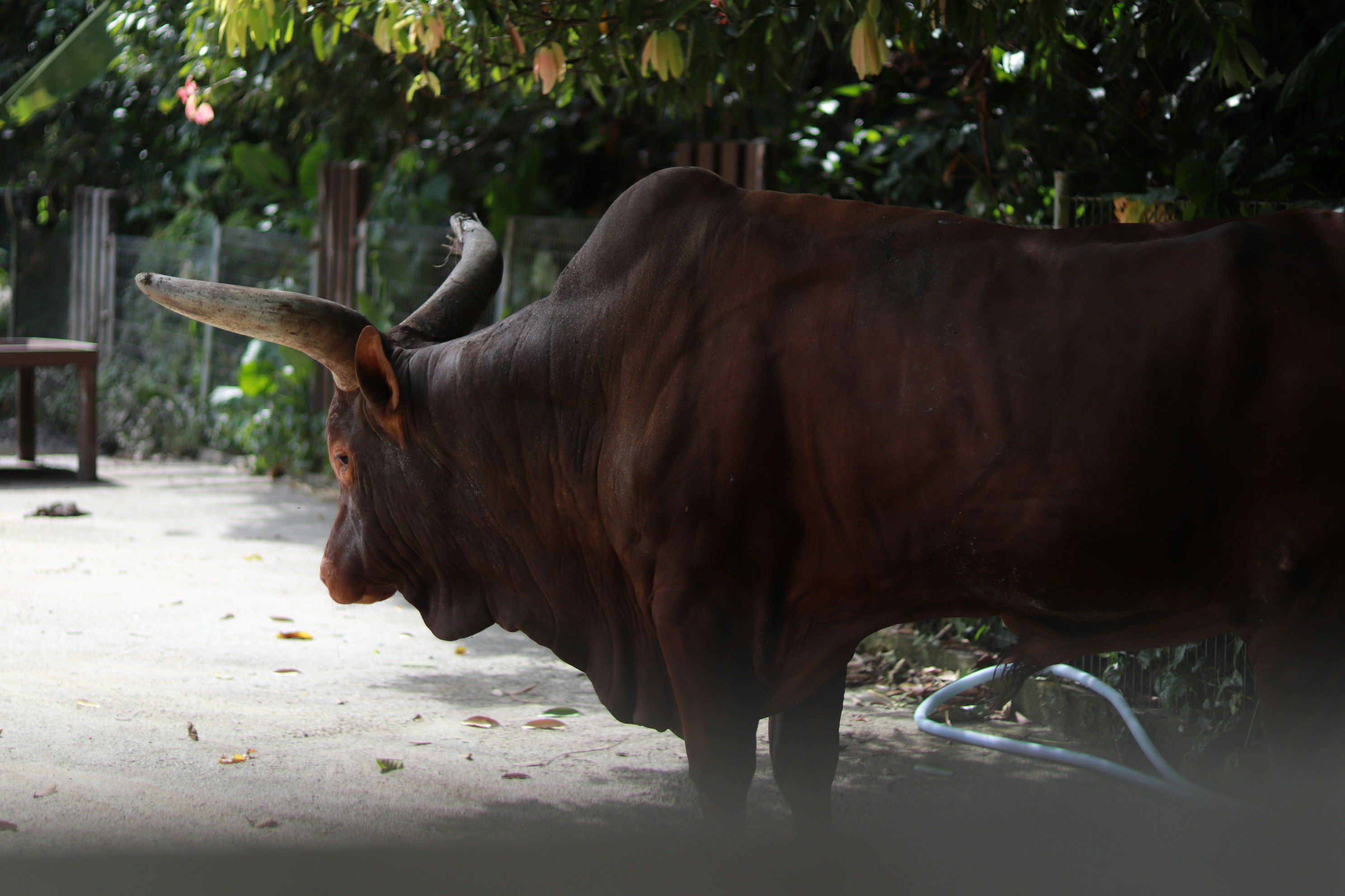 Baraha Bal Bikas kendra