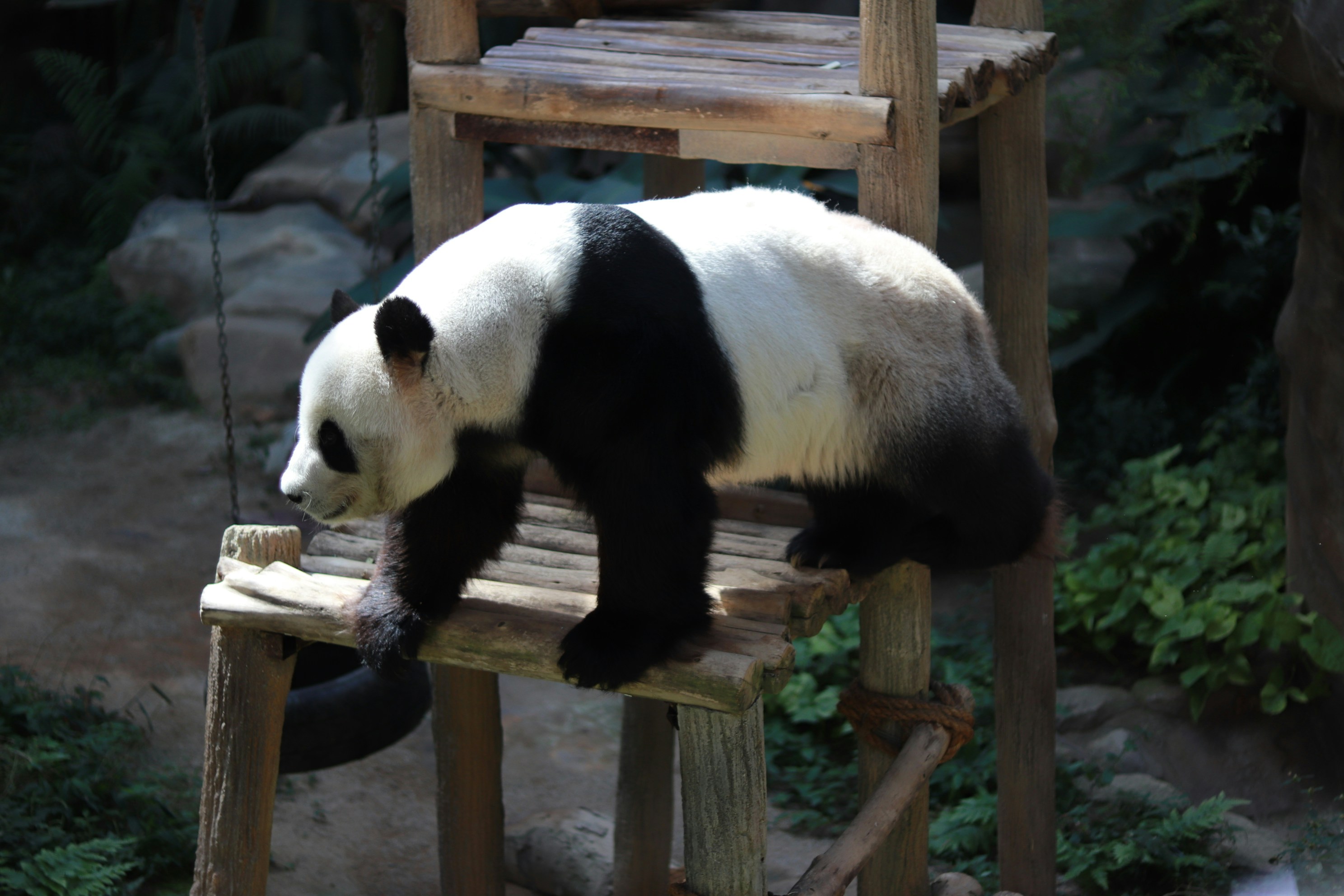 a panda bear sitting on a wooden chair