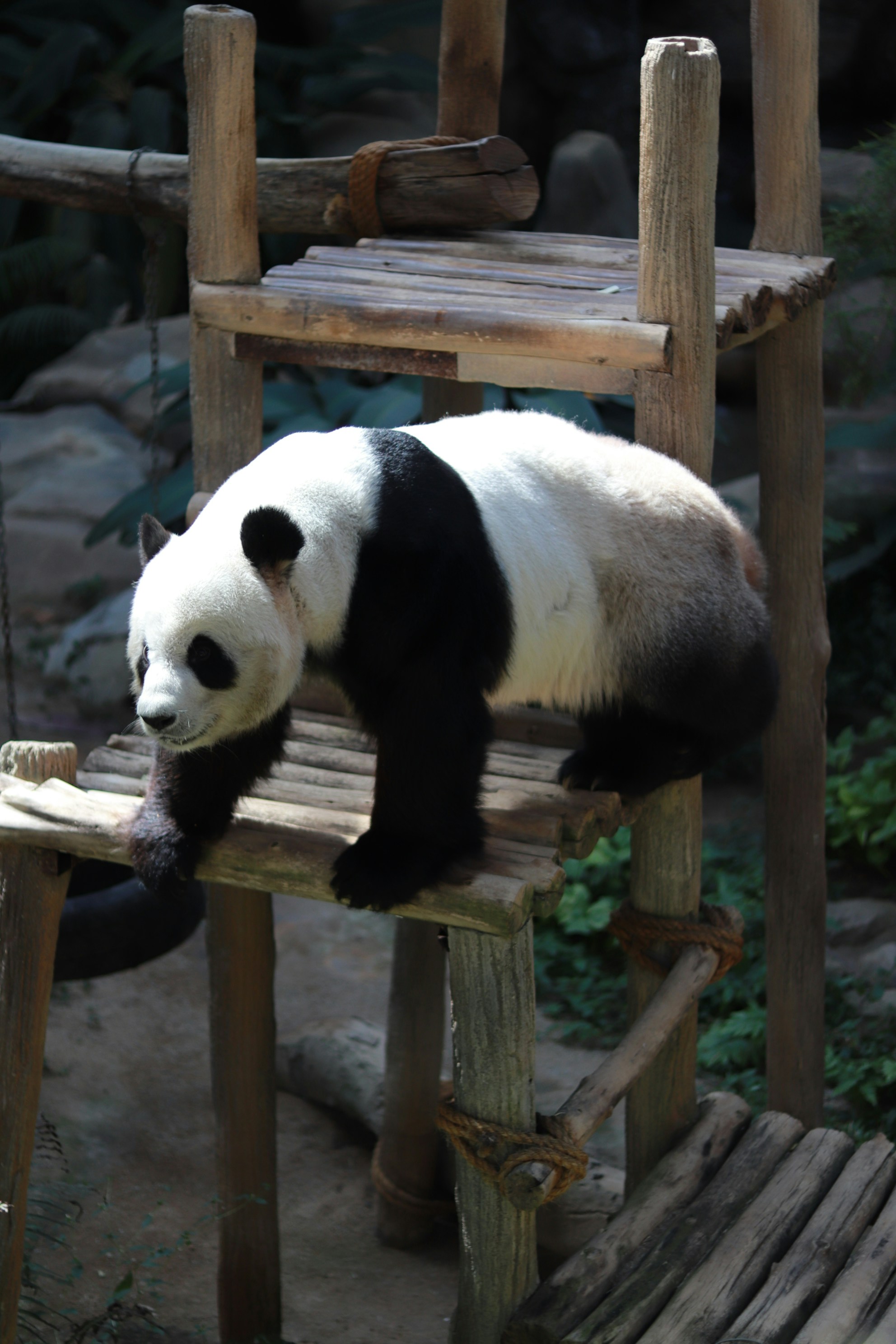 A panda bear sitting on a wooden bench photo – Free Grey Image on Unsplash