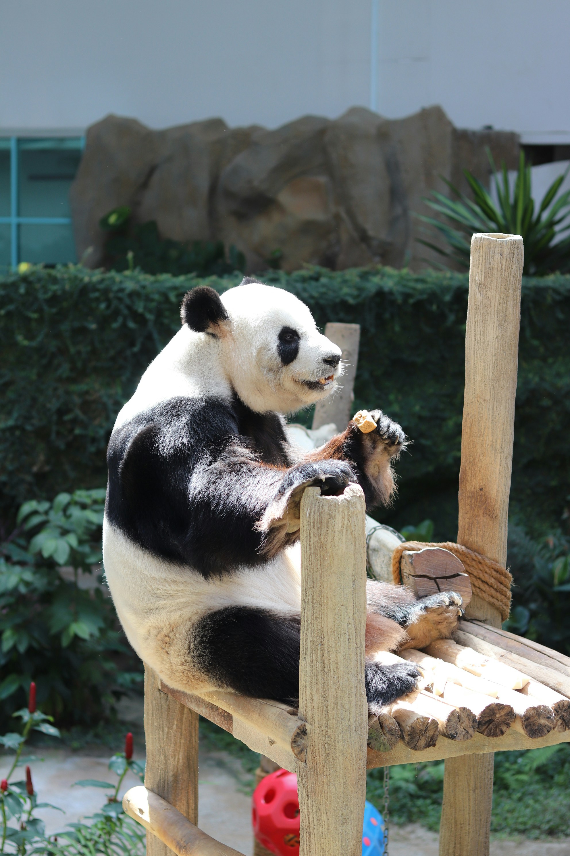 a panda bear sitting on top of a wooden chair