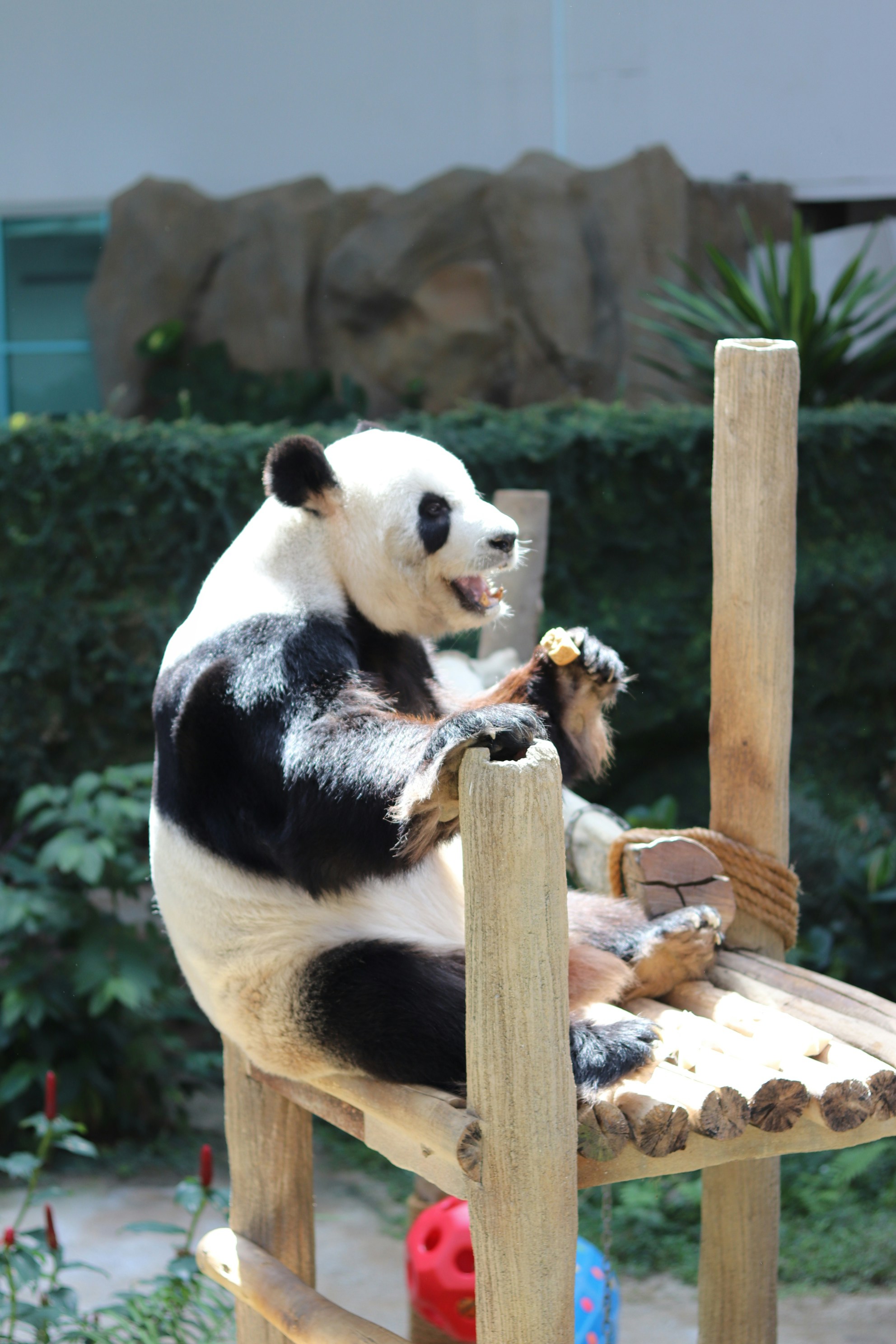 a panda bear sitting on a wooden chair