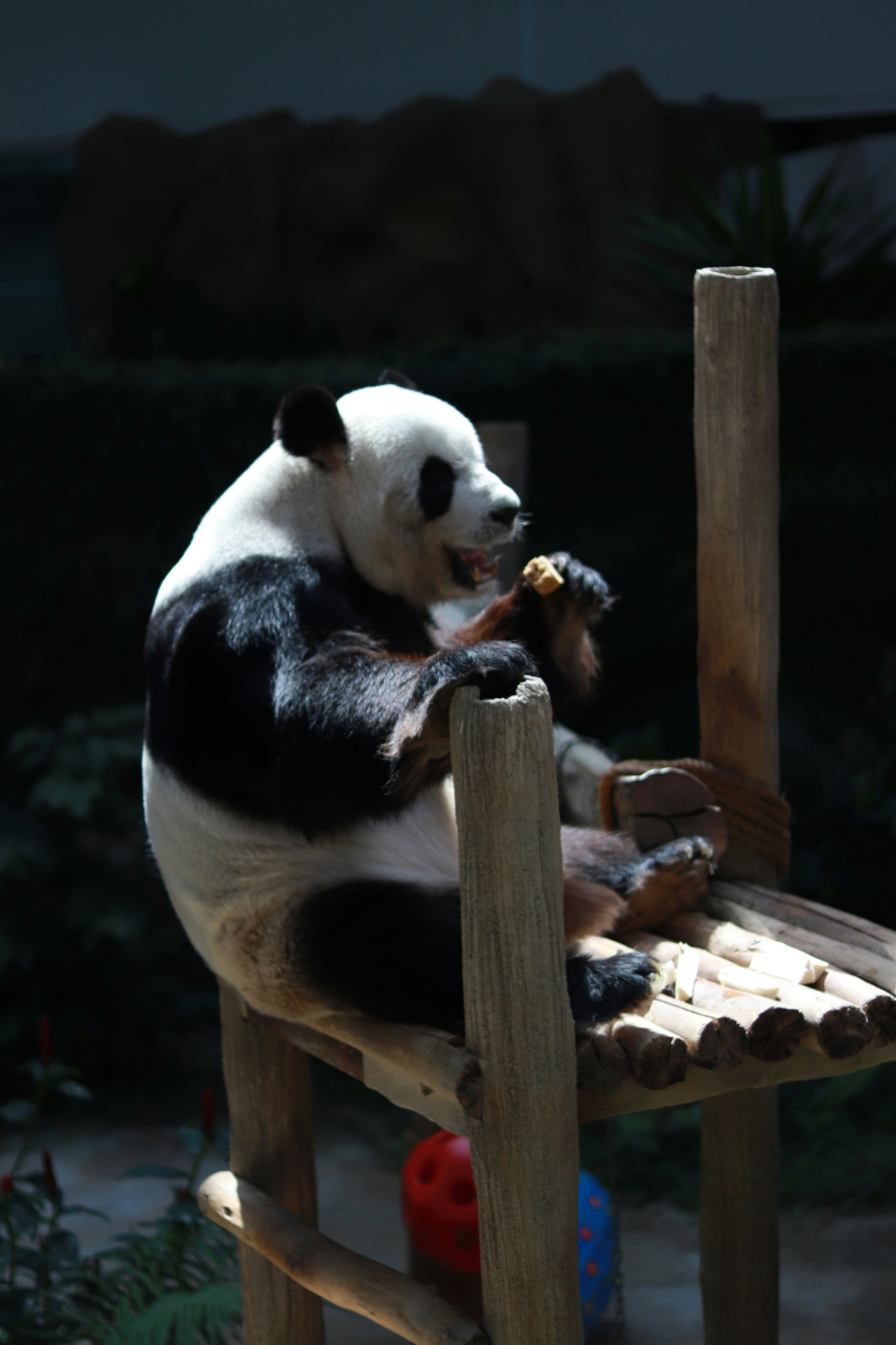 a panda bear sitting on top of a wooden chair