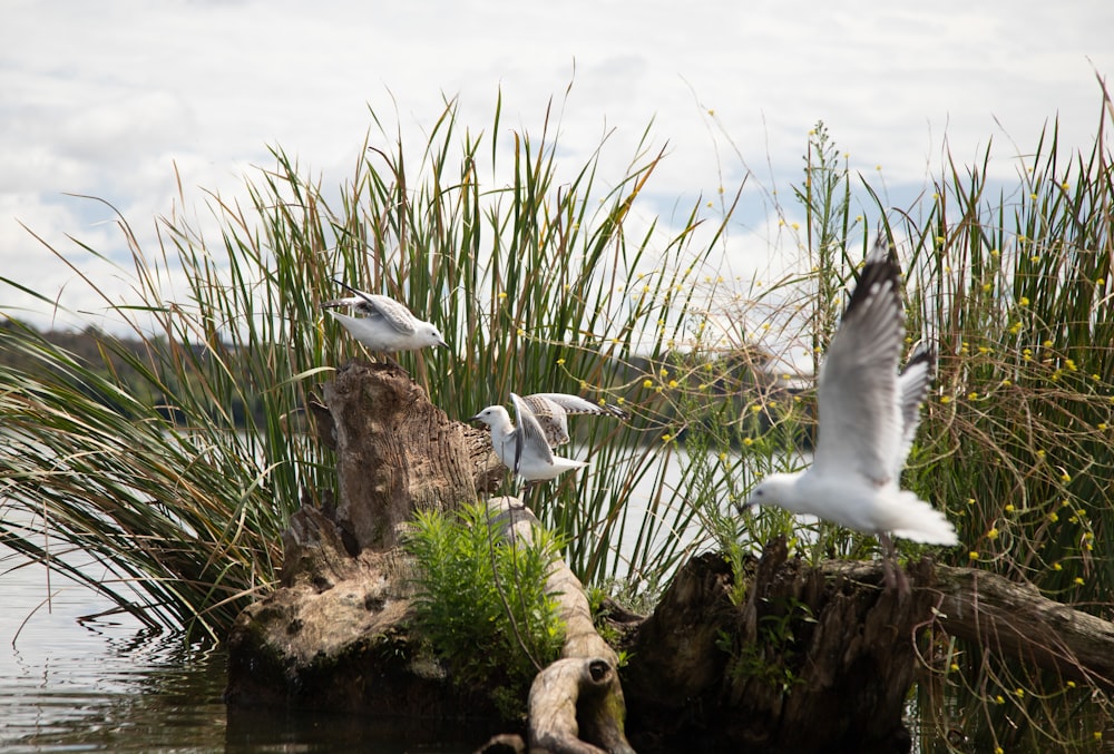 a flock of birds flying over a body of water