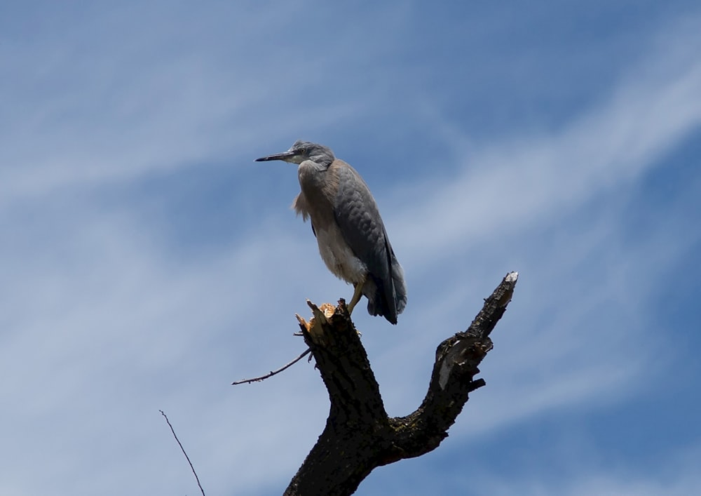 a bird sitting on top of a tree branch