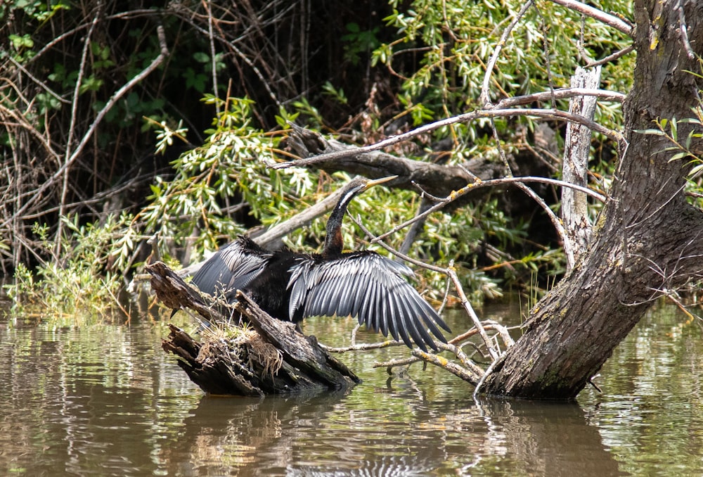a bird is landing on a tree branch in the water