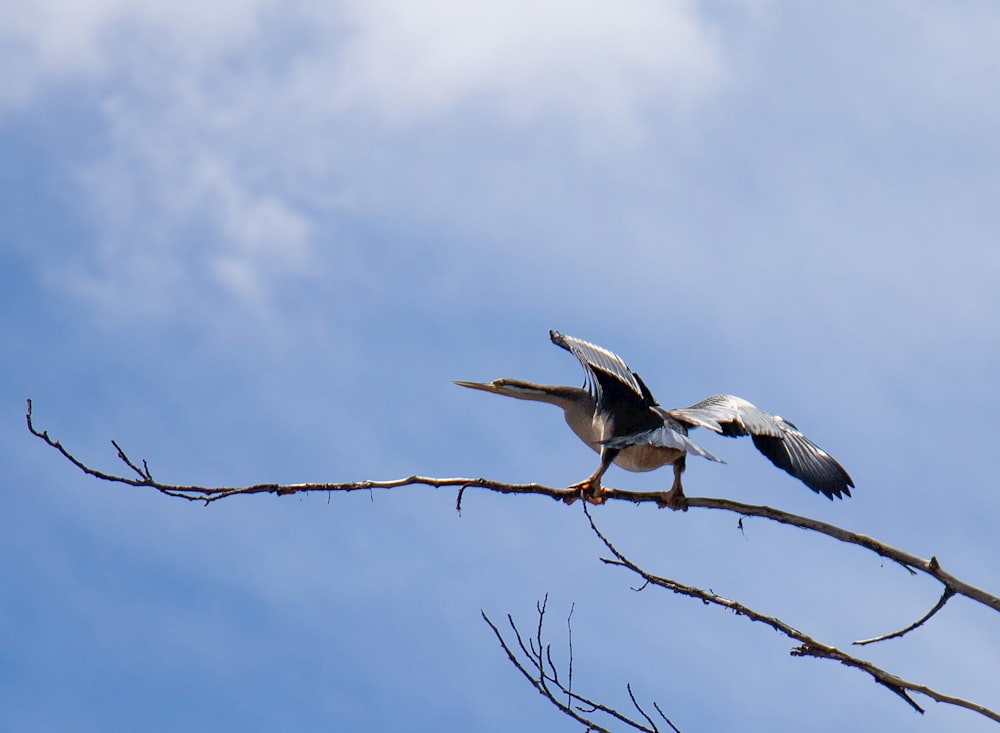 a bird sitting on top of a tree branch