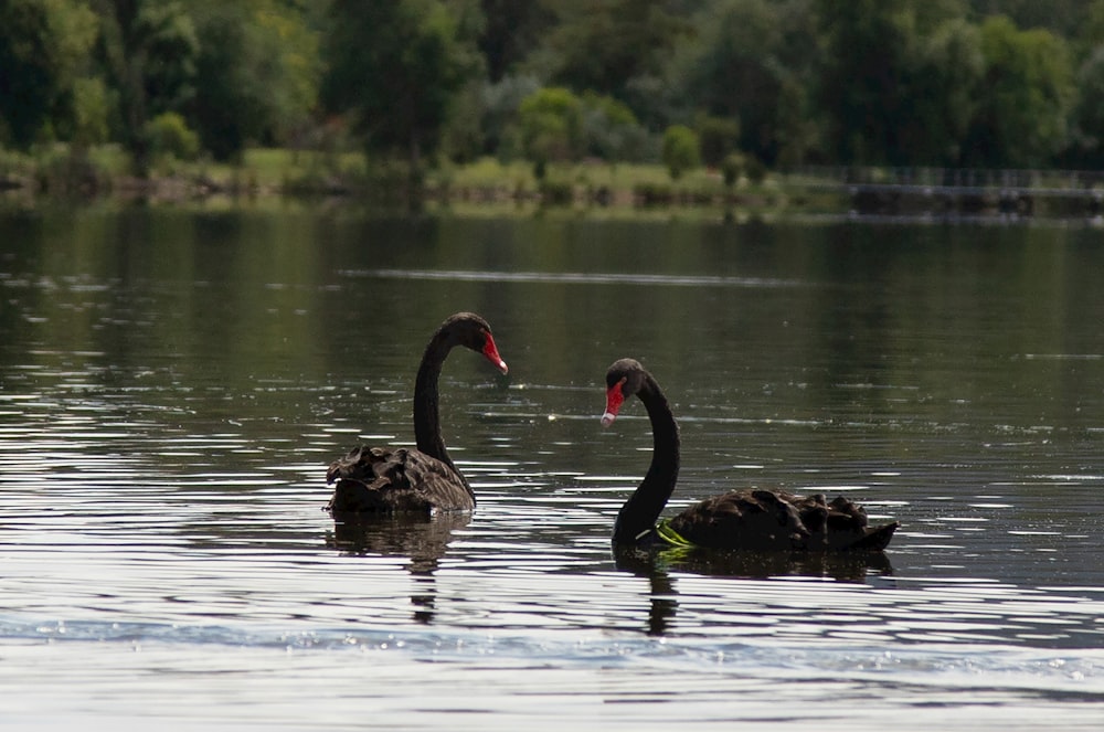 a couple of black swans swimming on top of a lake