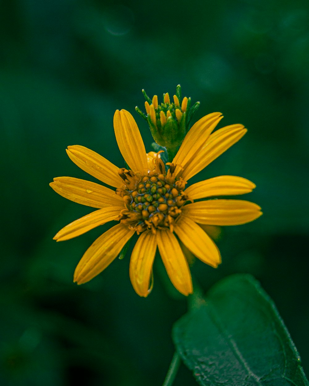 a yellow flower with green leaves in the background