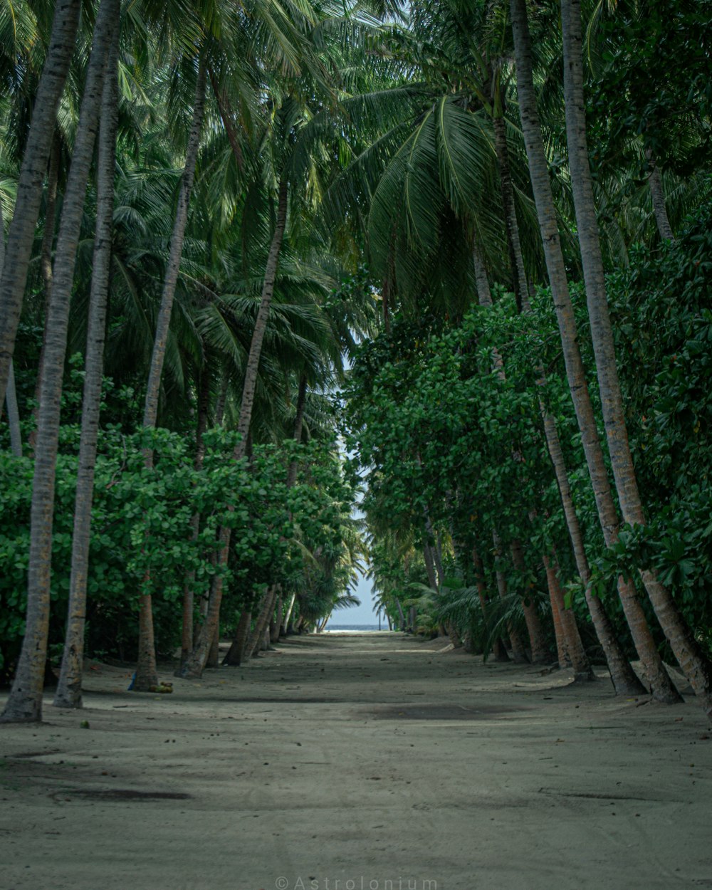a dirt road surrounded by palm trees and water