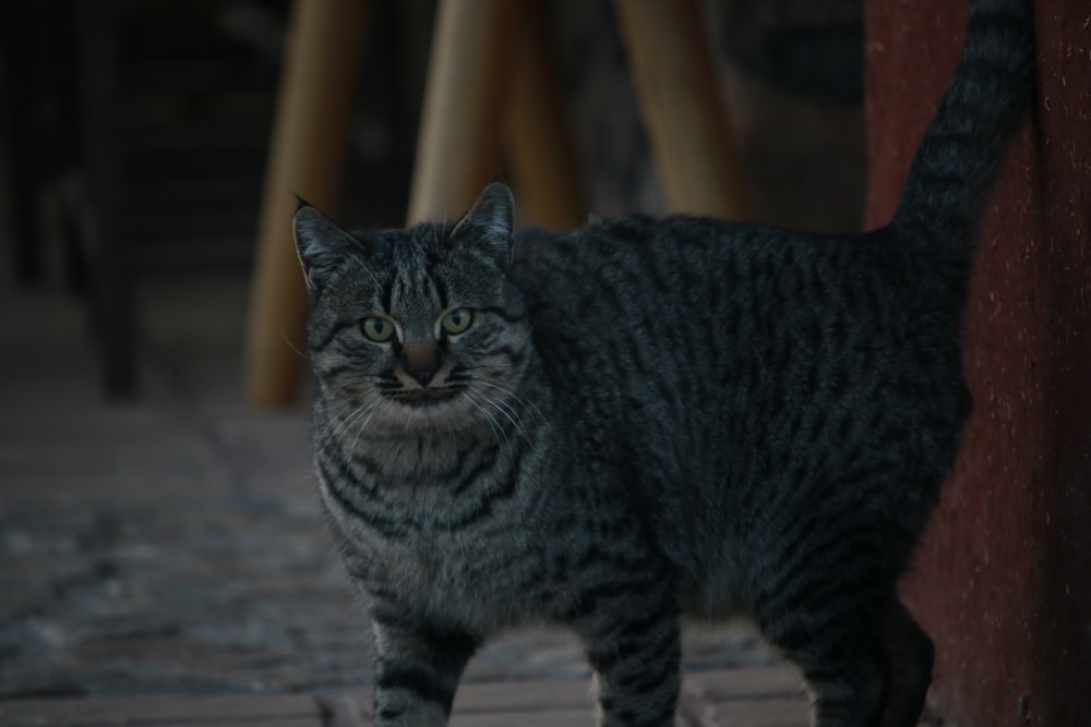 a cat standing on a wooden floor next to a wall