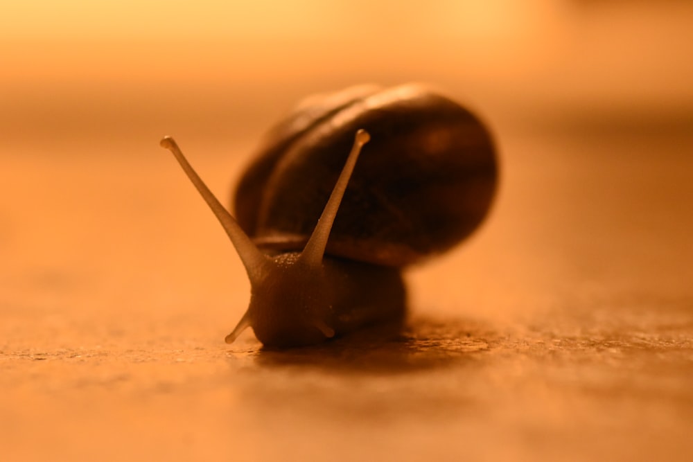 a close up of a snail on the ground