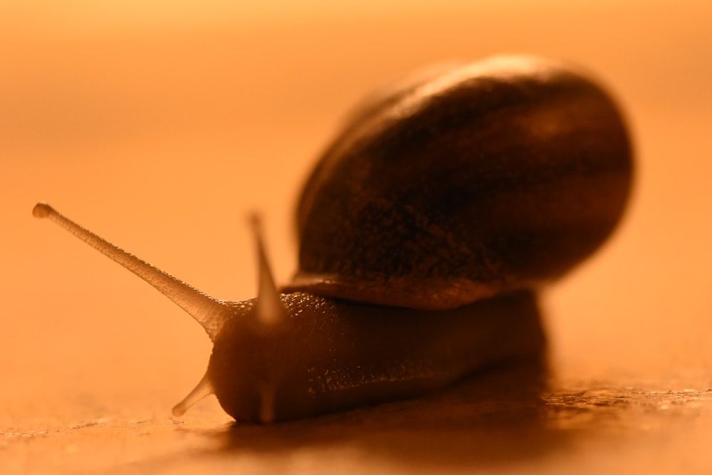 a close up of a snail on a table