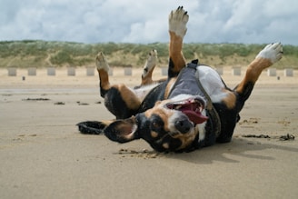 a dog laying on its back on the beach