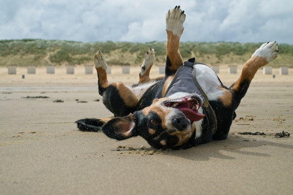 a dog laying on its back on the beach