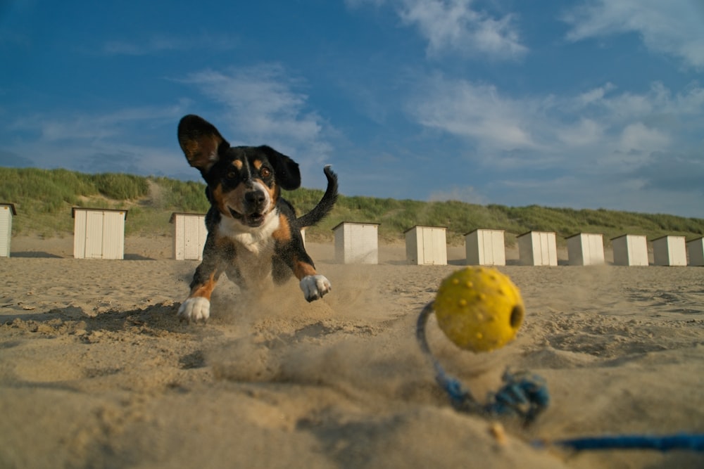 a dog playing with a ball in the sand
