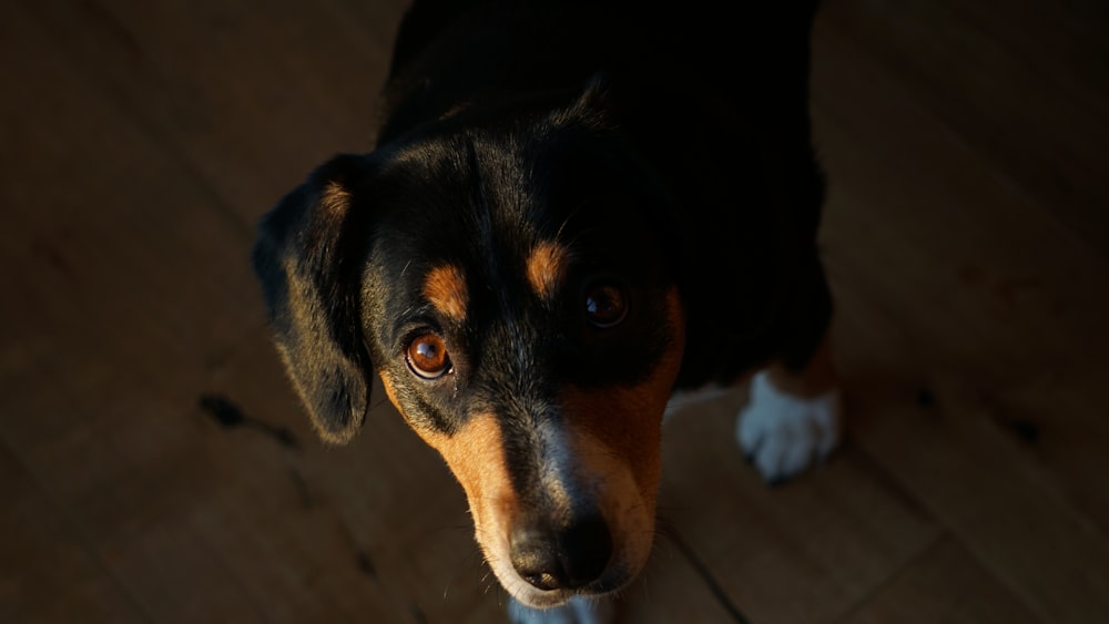 a black and brown dog standing on top of a wooden floor