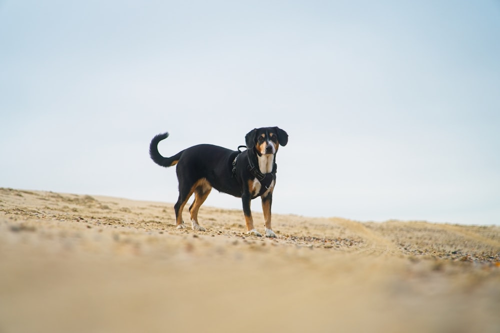 a black and brown dog standing on top of a sandy beach