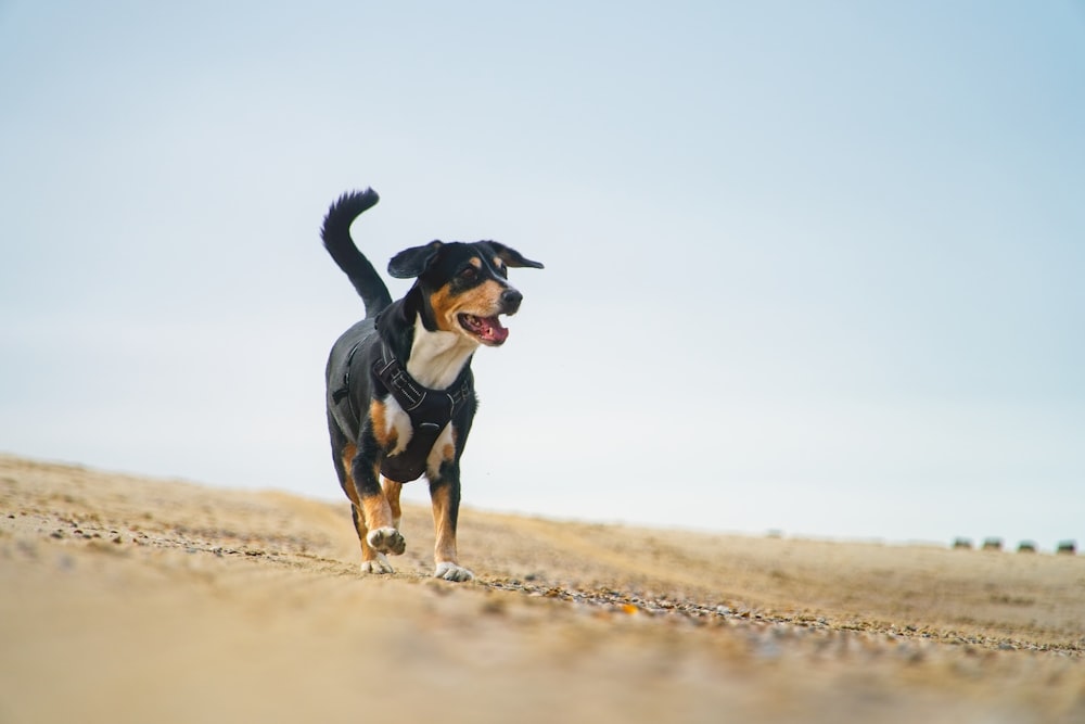 a dog running across a sandy beach towards the camera