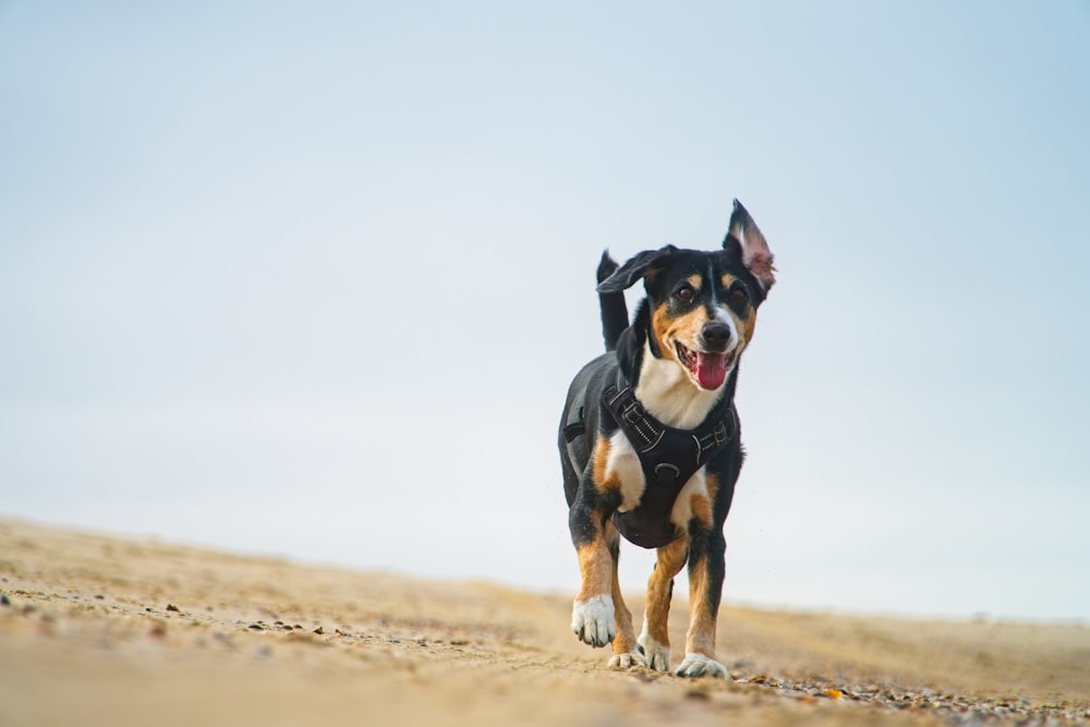 a dog with a harness running on a beach